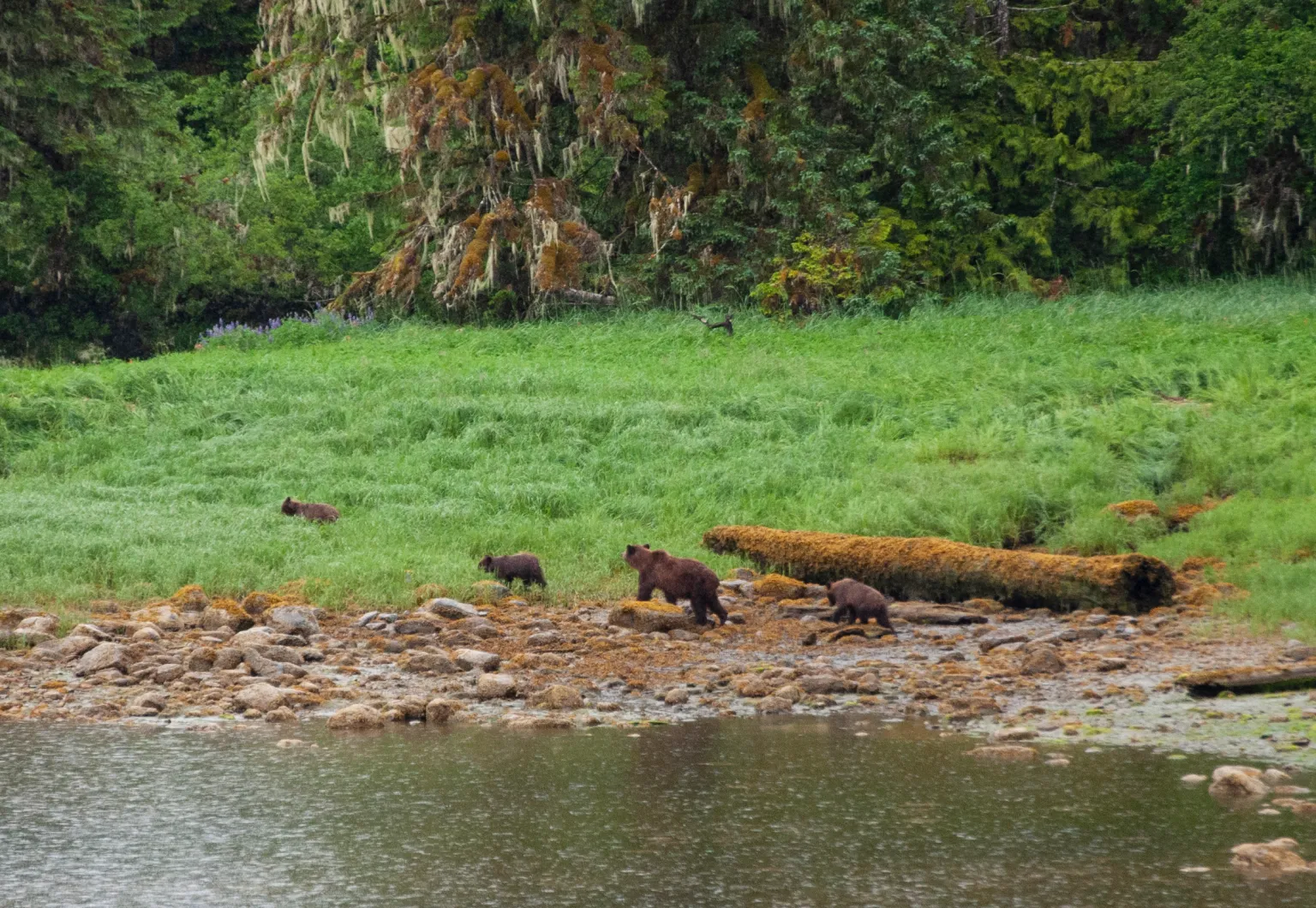 Grizzly bear mom and cubs on shore at Khutzeymateen Provincial Park